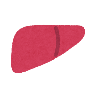 肝臓の絵