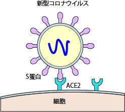 胃酸 死ぬ ウイルス