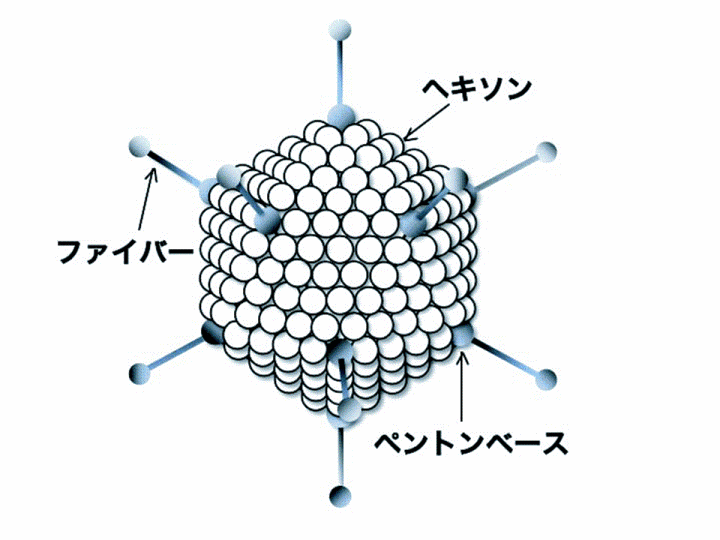 アデノウイルスの模式図