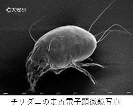 チリダニ 走査電顕.jpg