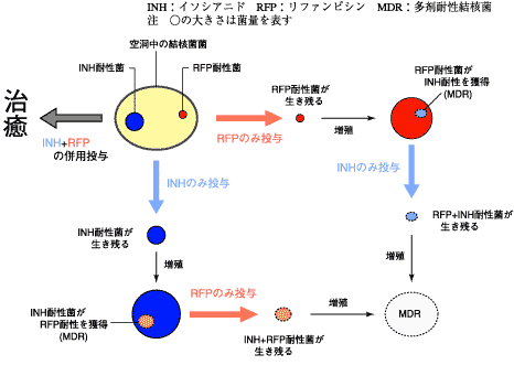 図1　薬剤投与と多剤耐性結核菌の出現機構
