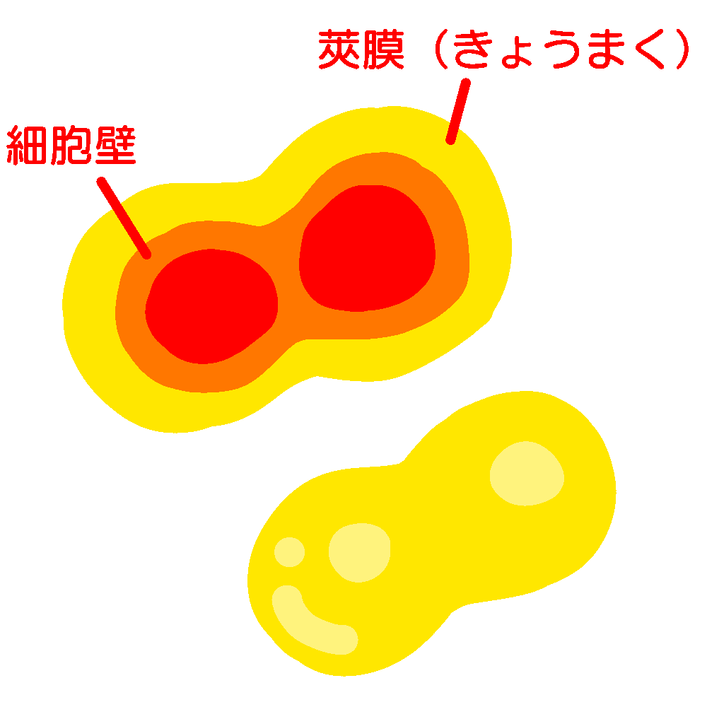 肺炎球菌_図2