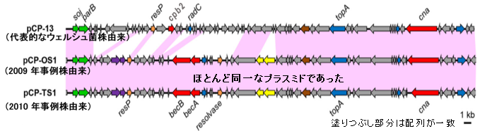 図2. BEC遺伝子をコードするプラスミドの比較