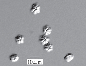 写真1 クドア胞子の微分干渉顕微鏡像