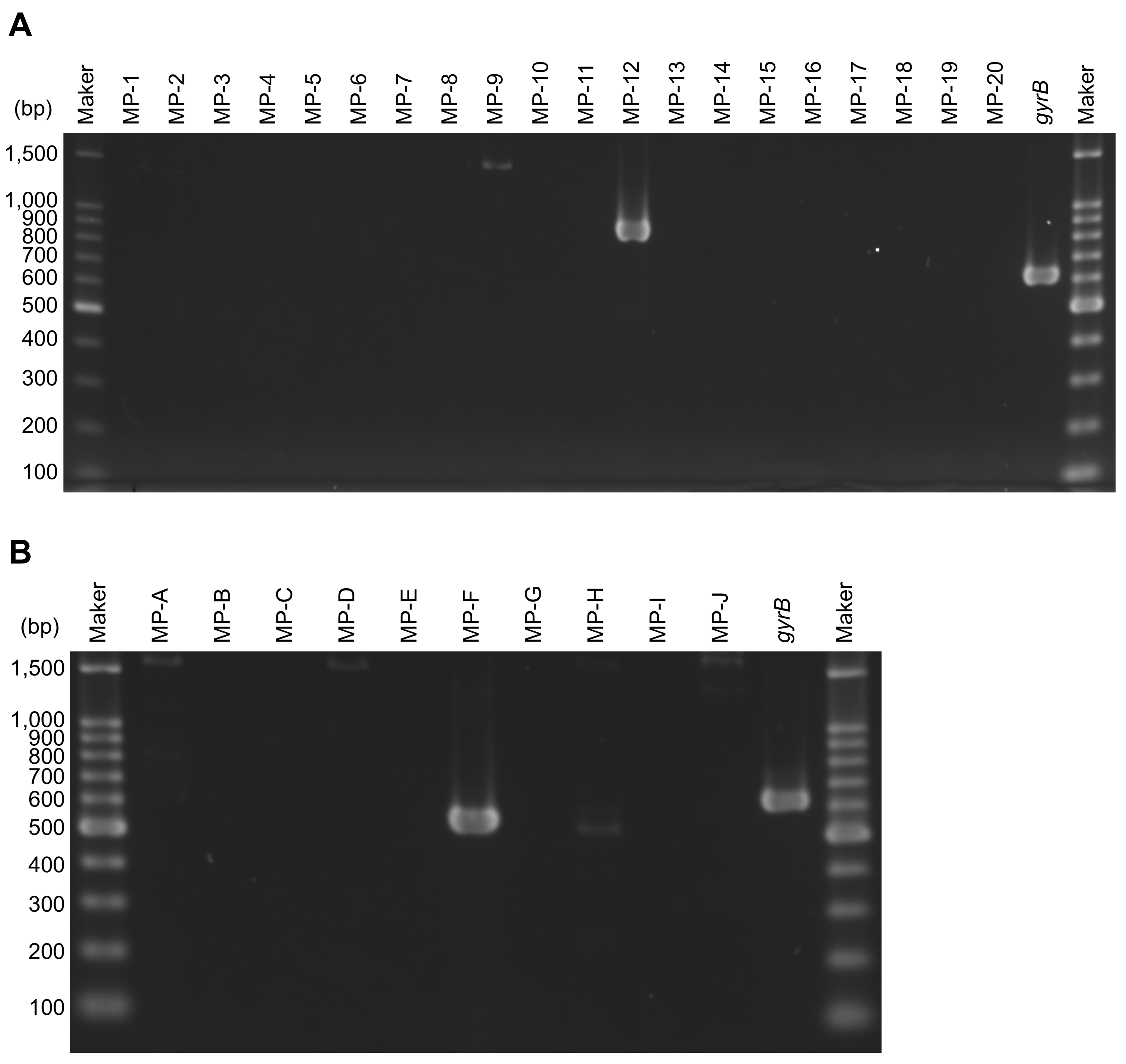 O抗原遺伝子型別PCR（上段A）およびH抗原遺伝子型別PCR（下段B）の結果