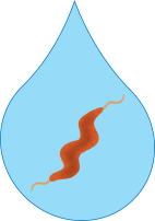 Campylo_Fig.1.png