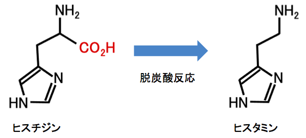 ヒスタミンの生成過程