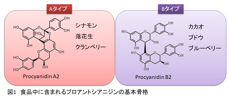 図1 食品中に含まれるプロアントシアニジンの基本骨格