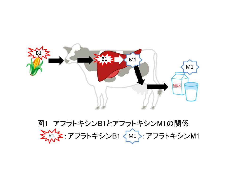 図１　アフラトキシンB1の代謝