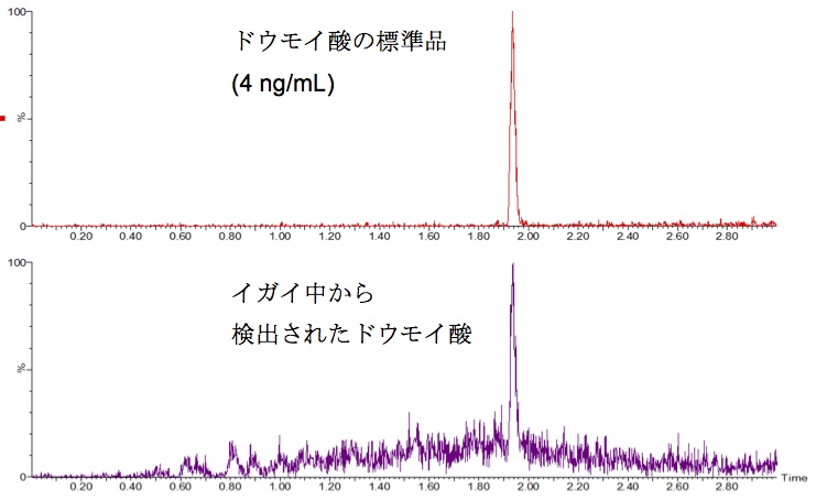 図1　LC-MS/MSで測定したドウモイ酸のクロマトグラムの画像