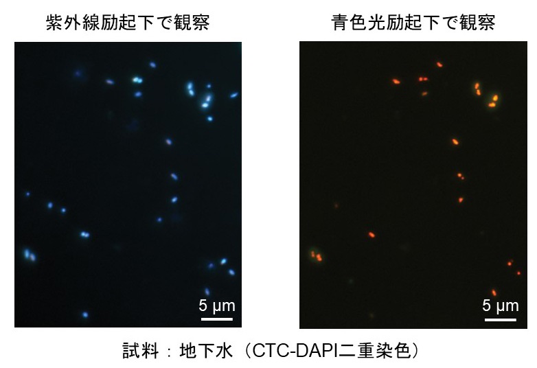 Fig2