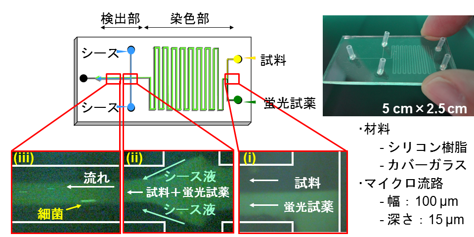 Fig2_micro.bmp