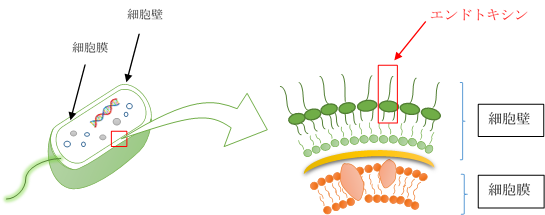 エンドトキシンの所在を示す図
