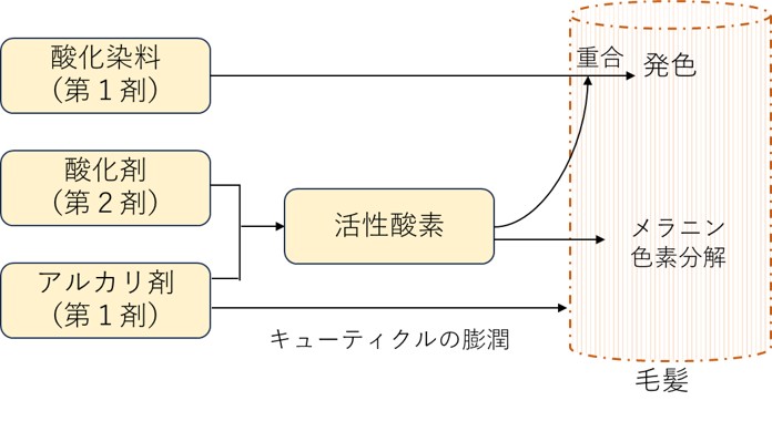 酸化染毛剤の染毛の仕組み