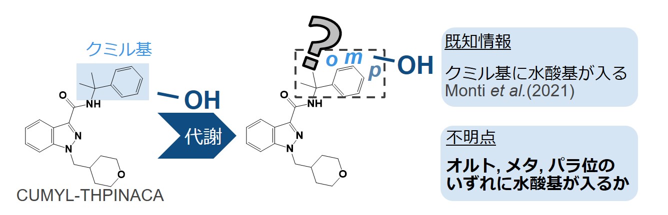 図2.　CUMYL-THPINACAの代謝物構造においてこれまで分かっていた情報と不明点