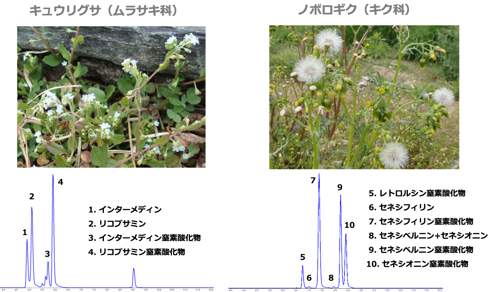 ムラサキ科およびキク科植物に含有するPAの一例